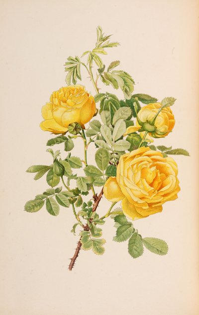 Ilustracja z rodzaju rosa autorstwa Ellen Willmott, 1914. autorstwa Alfred William Parsons