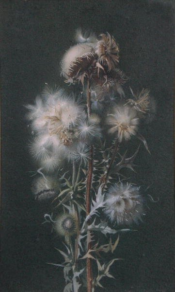 Thistledown (akwarela na papierze) autorstwa Alice Gray