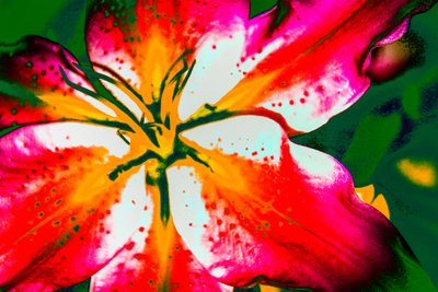 Kalifornische Lilie von Alice Gur-Arie