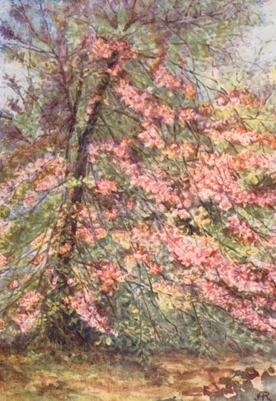 New Forest: Wczesny maj w "The Enclosure", kwiat dzikiego kraba (kolorowa litografia) autorstwa Alice Julia Argles