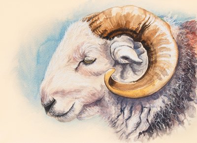 Herdwick Ram autorstwa Alison Cooper