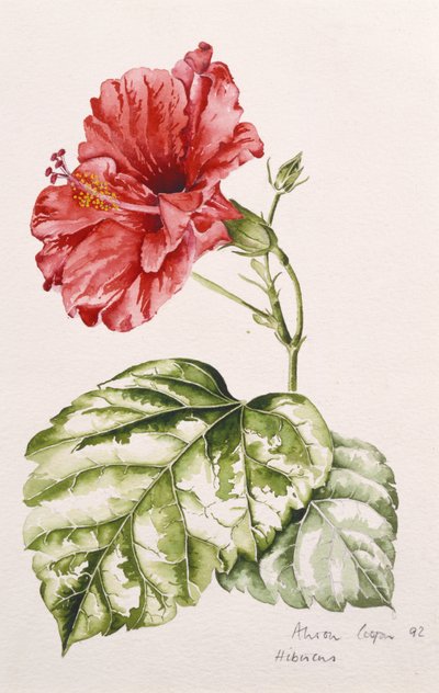 Hibiskus (szkarłatny), 1992 (wc) autorstwa Alison Cooper