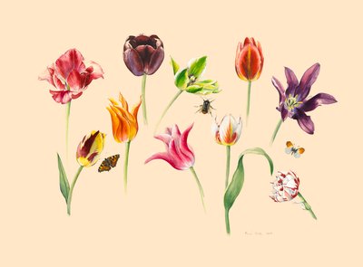 wiosenne tulipany i owady autorstwa Alison Cooper