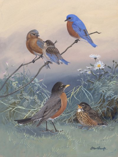 Bluebird, Robin Autor: Allan Brooks autorstwa Allan Brooks