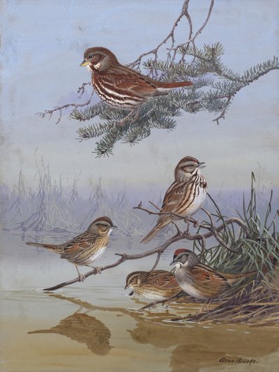 „Wróbel” Allana Brooksa autorstwa Allan Brooks