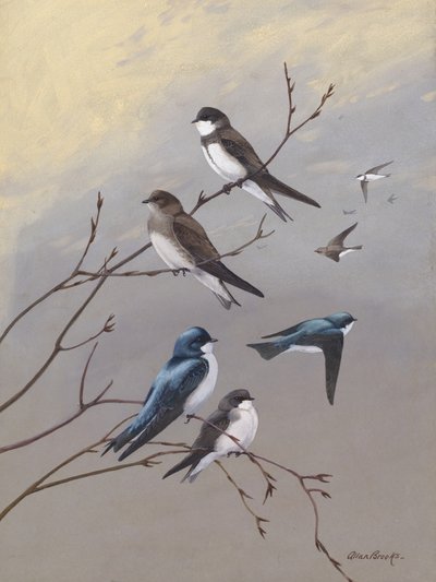 „Jaskółka” Allana Brooksa autorstwa Allan Brooks