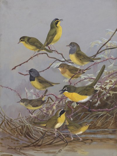 Warblers 003 autorstwa Allana Brooksa autorstwa Allan Brooks
