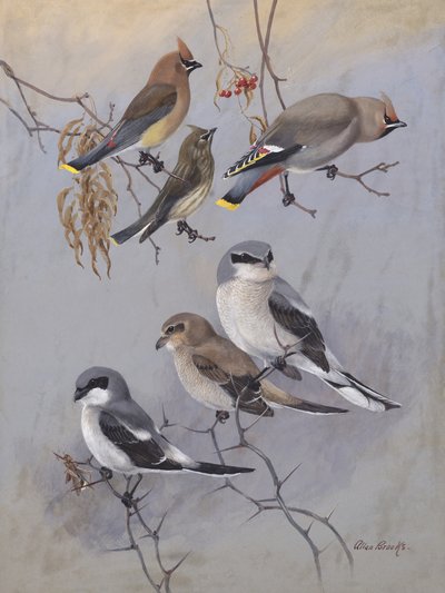 „Waxwings” autorstwa Allana Brooksa autorstwa Allan Brooks
