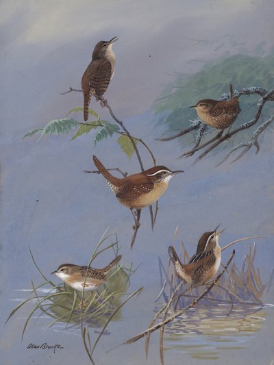 Wren autorstwa Allana Brooksa autorstwa Allan Brooks