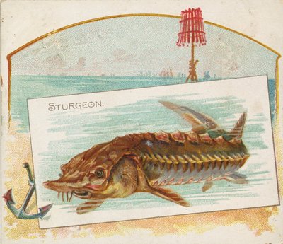 Jesiotr, z serii Fish from American Waters N39 dla papierosów Allen & Ginter, 1889. autorstwa Allen and Ginter