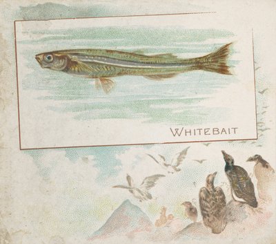 Whitebait, z serii Fish from American Waters N39 dla papierosów Allen & Ginter, 1889. autorstwa Allen and Ginter