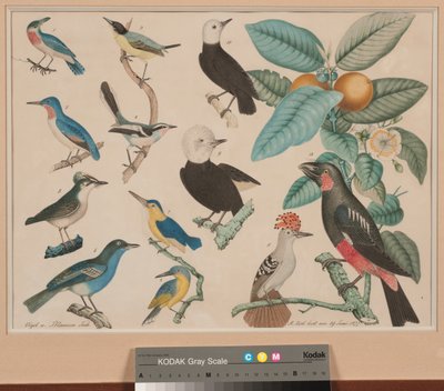 Kolibry z gałązką guawy autorstwa Aloys Zötl