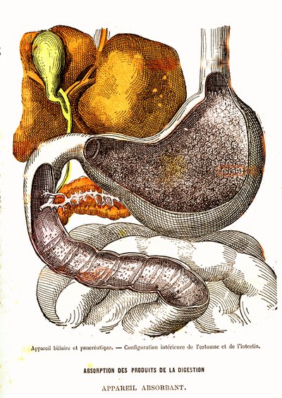 Układ żółciowy i trzustkowy - normalne życie i zdrowie J. Rengade - rysunek A. Demarle 1881 autorstwa Alphonse Demarle