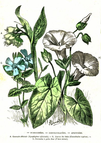 Borraginees, Convolvulacees, Apocynees: stworzenie naturalne i istoty żywe. Rysunek A. Demarle