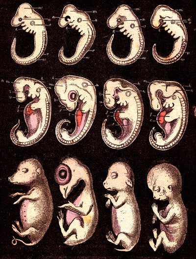 Porównanie zarodków 4 kręgów 5 istot żywych): Od lewej do prawej: świnia, kura, królik, człowiek. Rysunek A. Demarle. 1885 autorstwa Alphonse Demarle