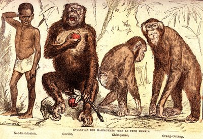 Ewolucja ssaków do typu ludzkiego: stworzenie naturalne i istoty żywe (De Jules Rengade). Rysunek A. Demarle