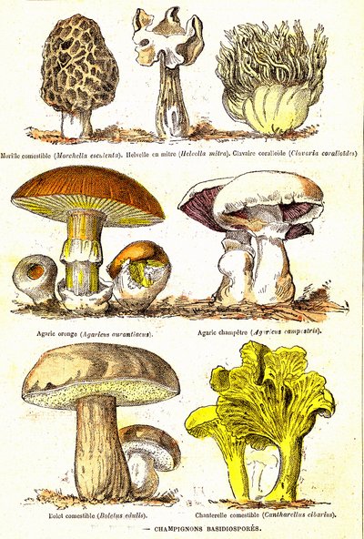 Grzyby Bazydiospory: stworzenie naturalne i istoty żywe (De Jules Rengade). Rysunek A. Demarle