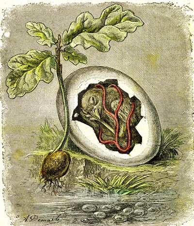 Natura. Jajko i nasiono: Pierwszy stan istot zorganizowanych. Stworzenie naturalne i istoty żywe. (J. Rengade) rysunek: A. Demarle. 1885 autorstwa Alphonse Demarle