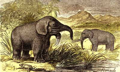 Okres prehistoryczny-miocen: Od prawej do lewej: Dinotherum i Mastodonte. Stworzenie naturalne i istoty żywe. Rysunek A. Demarle