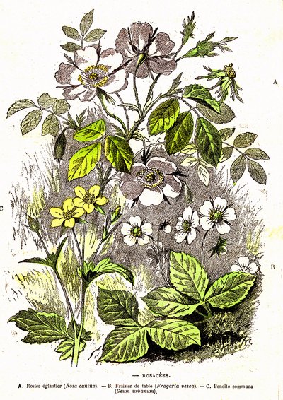 Rosacees - Stworzenie naturalne i istoty żywe: rysunek A. Demarle. 1885 autorstwa Alphonse Demarle