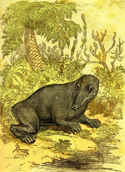 Labiryntodont (płazy): amfibia okresu węglowego. Stworzenie naturalne i istoty żywe. Rysunek A. Demarle 1885 autorstwa Alphonse Demarle