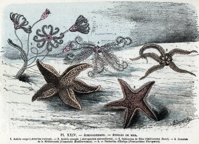 Rada Zoologiczna; szkarłupnia, gwiazdy morskie (astery, ofiocoma, comatum i pentacrine) (tablica zoologiczna: rozgwiazdy) Rycina z „L