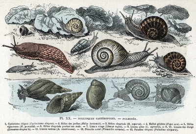 wykres zoologiczny; ślimaki mięczaki, płuca (cyklostoma, helisa ogrodów i smutku, czerwony ślimak, szary ślimak, limnee, planorb, paludine...) (Tablica zoologiczna: ślimaki takie jak ślimak, cyklostoma, planorb, limnea) Grawerowanie z „” L