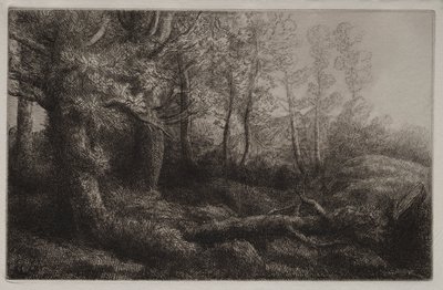 Studium leśne. autorstwa Alphonse Legros