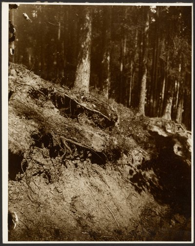[Badanie odkrytych korzeni drzewa odsłoniętych od strony wzgórza]. autorstwa Alphonse Maria Mucha