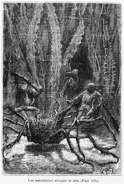 Pajęczy krab, ilustracja z 