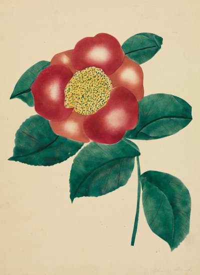 Chiński kwiat (akwarela) autorstwa Altha Mary Nims
