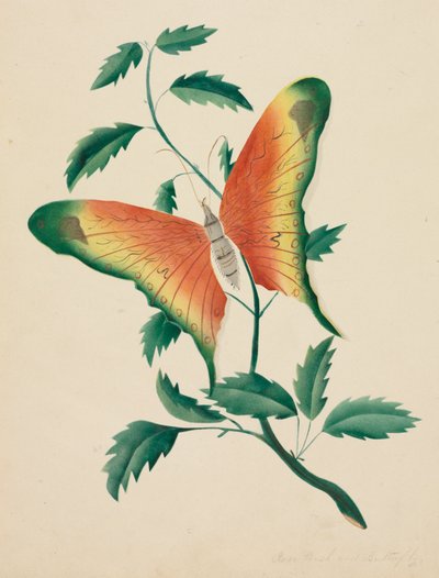 Krzew róży i motyl (akwarela) autorstwa Altha Mary Nims