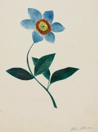 Gwiezdny kwiat (akwarela) autorstwa Altha Mary Nims