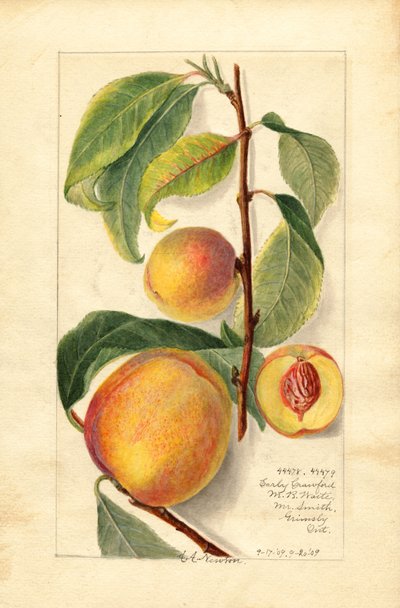 Brzoskwinie (Prunus persica) (akwarela) autorstwa Amanda Almira Newton