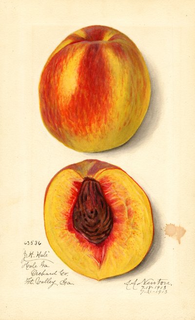 Brzoskwinie (Prunus persica: J.H. Hale) (akwarela) autorstwa Amanda Almira Newton