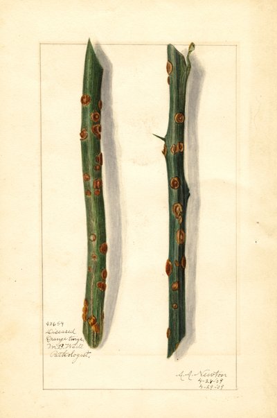Dwie chore gałązki drzewa pomarańczowego (Citrus sinensis) (akwarela) autorstwa Amanda Almira Newton