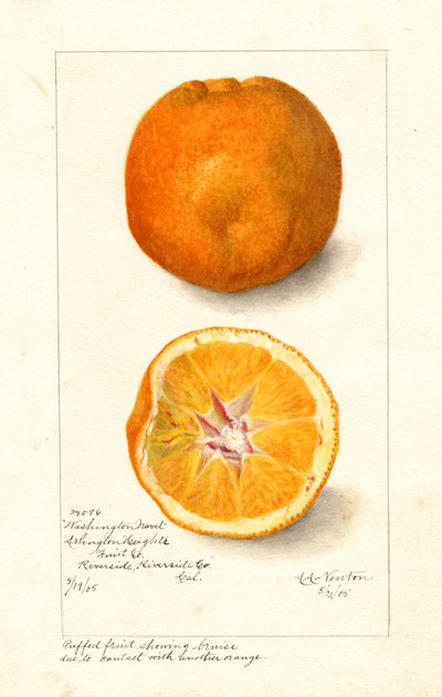 Washington Navel Oranges (Citrus sinensis) (akwarela) autorstwa Amanda Almira Newton