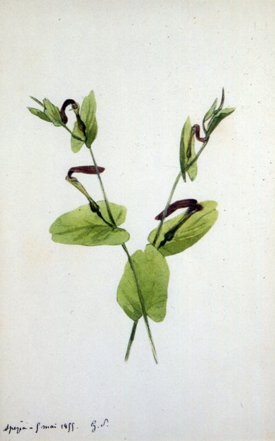 Aristolochia duży rodzaj roślin z rodziny Aristolochiaceae (akwarela) autorstwa Amantine Dupin