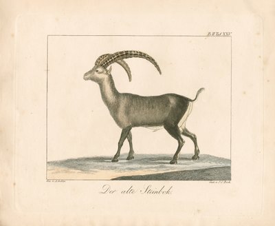 Alpine Ibex (kolorowy grawerunek) autorstwa Ambrosius Gabler