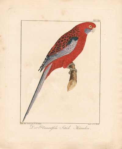 Crimson Rosella, mężczyzna (ręcznie kolorowana litografia) autorstwa Ambrosius Gabler