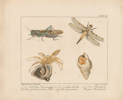 Ważka, konik polny i krab pustelnik (ręcznie kolorowany miedzioryt) autorstwa Ambrosius Gabler