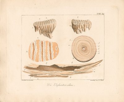 Kły słonia (kolorowy miedzioryt) autorstwa Ambrosius Gabler