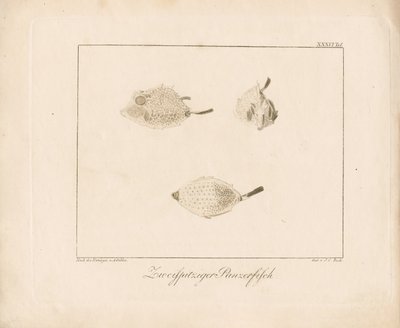 Longhorn Cowfish (grawerunek na miedzi) autorstwa Ambrosius Gabler