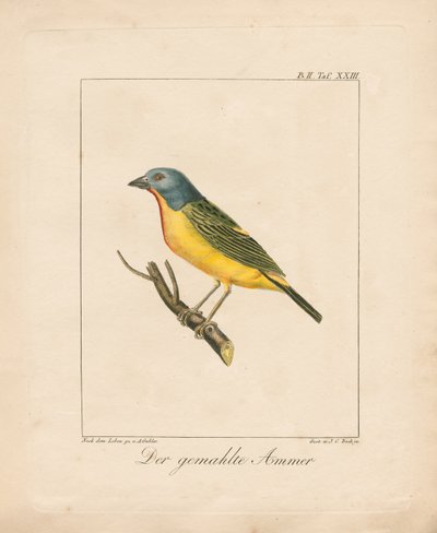 Painted Bunting (ręcznie kolorowana litografia) autorstwa Ambrosius Gabler