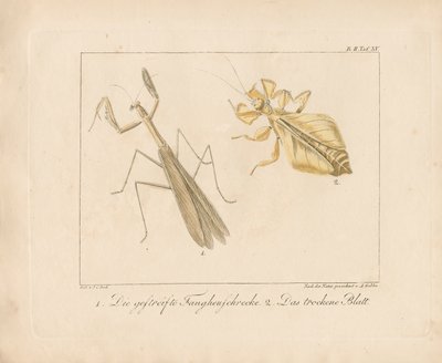 Modliszka i owad liściowy (ręcznie kolorowany miedzioryt) autorstwa Ambrosius Gabler