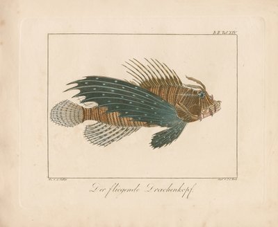 Red Scorpionfish (ręcznie kolorowany miedzioryt) autorstwa Ambrosius Gabler