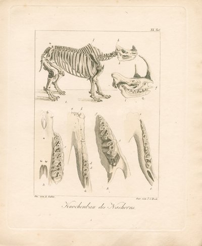 Struktura szkieletu nosorożca (kolorowy miedzioryt) autorstwa Ambrosius Gabler