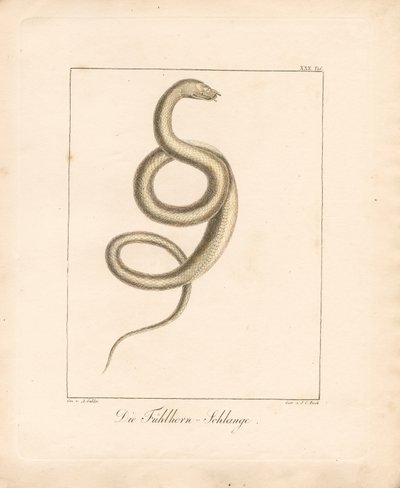 The Feeler Snake (ręcznie kolorowana litografia) autorstwa Ambrosius Gabler