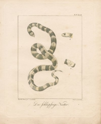The Grass Snake (ręcznie kolorowana litografia) autorstwa Ambrosius Gabler
