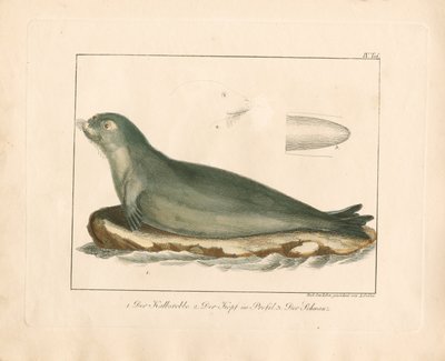 Pieczęć harfy ze szczegółami anatomicznymi (ręcznie kolorowany miedzioryt) autorstwa Ambrosius Gabler